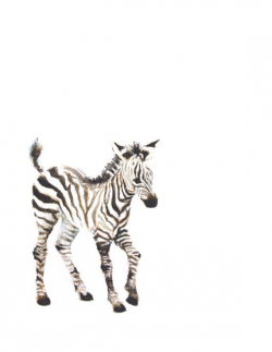 Coolest, Cutest, & Best Unique Zebra Print Gifts And Gift ...