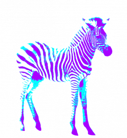 Free photo Blue Purple Colorful Creative Zebra Art - Max Pixel