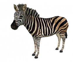Chapman's Zebra (DutchDesigns) | ZT2 Download Library Wiki | FANDOM ...