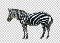 Zebra Quagga PNG, Clipart, Animal Figure, Animals, Computer ...