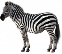 Quagga Zebra Clip art - Animal zebra png picture 600*522 transprent ...