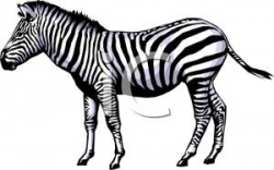 Realistic Wild Zebra - Royalty Free Clipart Picture