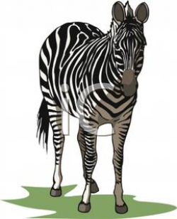 Realistic Standing Zebra - Royalty Free Clipart Picture