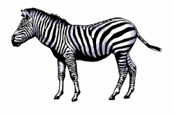 Zebra Clipart Full Hd - Zebraclip Art {#930903} - Pngtube