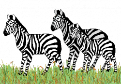Zebra clip art three zebras in grass zebras - Cliparting.com