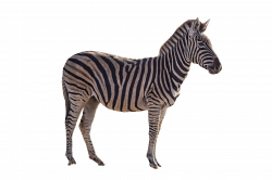 Zebra PNG Image - PurePNG | Free transparent CC0 PNG Image Library