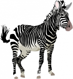 Zebra PNG Images Transparent Free Download | PNGMart.com
