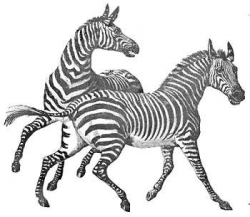 Free Clipart Picture of Two Zebras Playing AnimalClipart.net