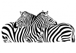 Two Zebra illustration - Zebra vector graphics - Digital - Clipart - Jpeg -  Ai files