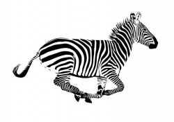Illustration of a running zebra - Zebra vector graphics - Digital - Clipart  - Jpeg - Ai files