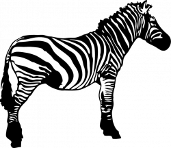 Zebra Clip art - zebra 1024*887 transprent Png Free Download ...