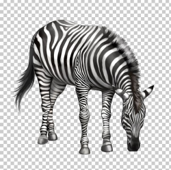 Zebra Drawing PNG, Clipart, Animals, Black And White, Bow ...