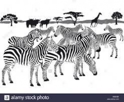 herd of zebras clipart - Google Search | VBS 2019 | Zebra ...
