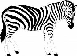 Images of Zebra Clipart Outline - #SpaceHero