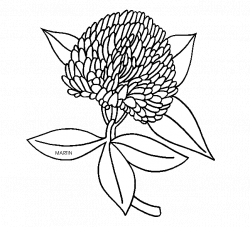 28+ Collection of Red Clover Drawing | High quality, free cliparts ...