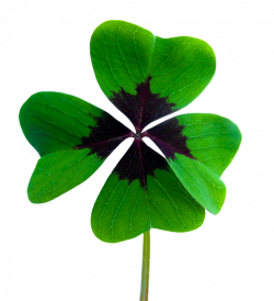 Clover Png#4550809 - Shop of Clipart Library