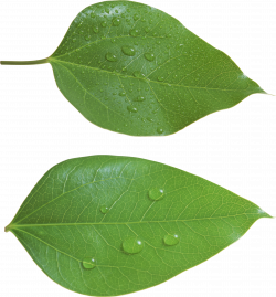 Green leaf PNG | Leaves | Pinterest | Leaves