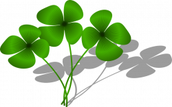 Collection of Pictures Of Four Leaf Clover | Buy any image and use ...