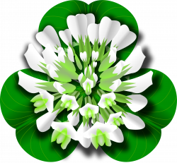 White Clover Flower Icons PNG - Free PNG and Icons Downloads