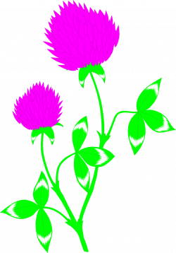 Red Clover | Free Stock Photo | Illustration of a red clover flower ...