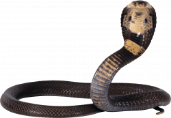 Black and Yellow snake PNG Image - PurePNG | Free transparent CC0 ...