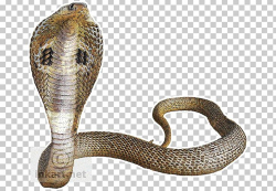 Snake Indian Cobra King Cobra PNG, Clipart, Animals, Big ...