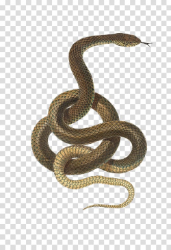 Hognose snake Reptile Vipers Green snakes, snake transparent ...