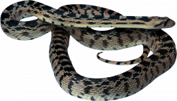 Coiled Snake PNG HD Transparent Coiled Snake HD.PNG Images. | PlusPNG