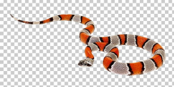 Coral Snake Reptile Milk Snake PNG, Clipart, Anilius, Animal ...