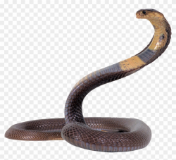 Desert Snake Png - King Cobra Snake Png, Transparent Png ...
