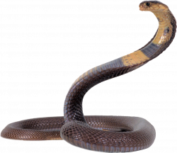 snake cobra reptile - Sticker by luismartinez