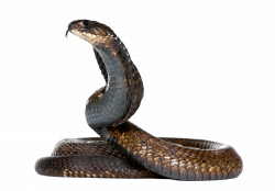 snake_PNG4072.png (2236×1564) | Cobras | Pinterest | Zoos
