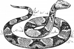 Snake Royalty FREE Animal Images | Animal Clipart Org
