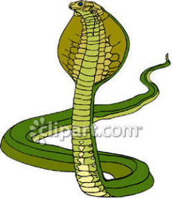 Cobra with It's Hood Open - Royalty Free Clipart Picture