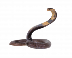 Snake Black PNG Image - PurePNG | Free transparent CC0 PNG Image Library