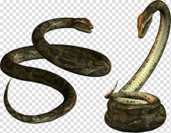 Venomous snake Papua New Guinea Reptile, Snake transparent ...