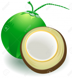 New Coconut Clipart Design - Digital Clipart Collection