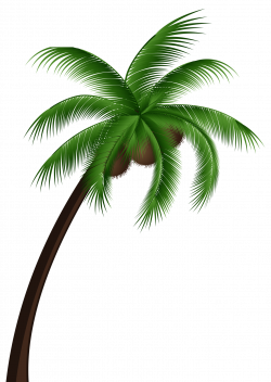 Coconut Palm Tree PNG Clip Art