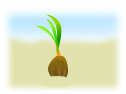 Clipart - coconut seed