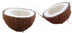 Download Coconut PNG Image 090 - Free Transparent PNG Images, Icons ...