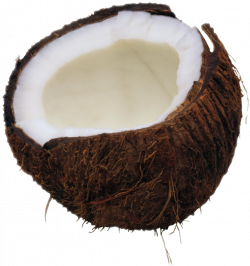 coconut - Sticker by David Hollinger