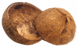 Coconut Shell png - Free PNG Images | TOPpng
