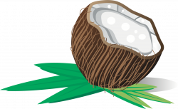 Clipart - Coconut