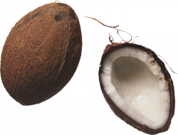 Coconut PNG Image - PurePNG | Free transparent CC0 PNG Image Library