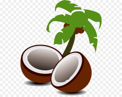 Coconut Tree Drawing png download - 600*710 - Free ...