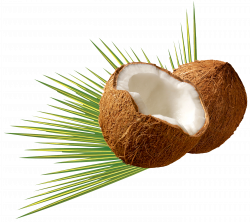 Coconut PNG image - PngPix