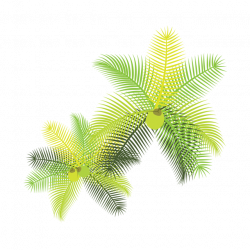 Tropical Leaves With Coconuts, Tropical Leaves, Flowers, Palm PNG ...