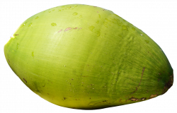 Green Coconut Fruit PNG image - PngPix