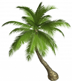 Palm Tree transparent PNG - StickPNG