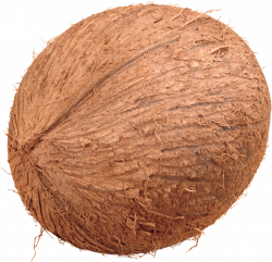 coconut png - Free PNG Images | TOPpng
